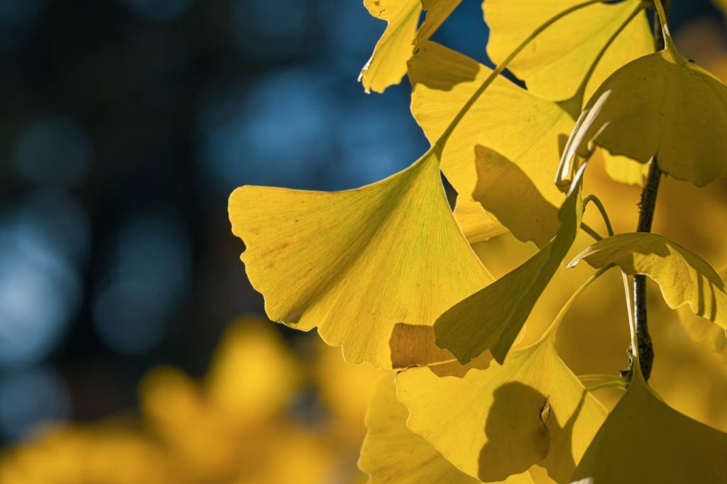Close-up view of vibrant yellow ginkgo leaves in autumn sunlight.